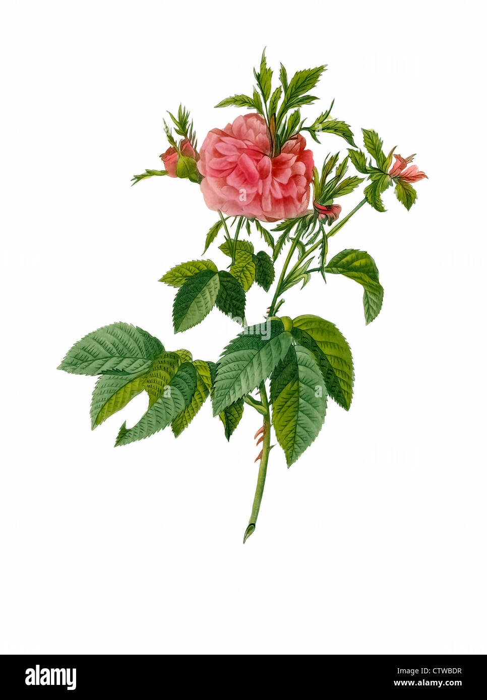 illustration of rosa gallica agatha prolifera, proliferous Agatha Stock Photo