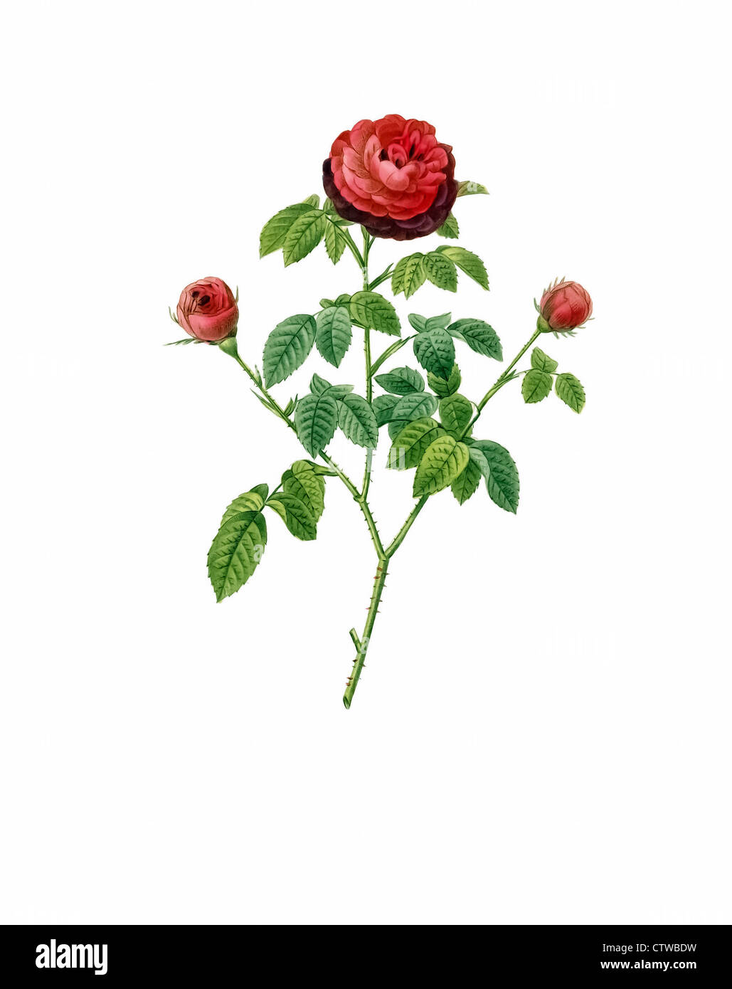 illustration of rosa gallica agatha parva violacea Stock Photo