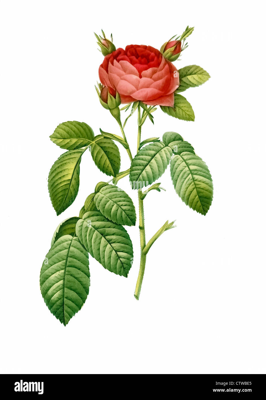 Illustration of rosa gallica latifolia, Rosa gallica, Gallic Rose, French Rose or Rose of Provins Stock Photo