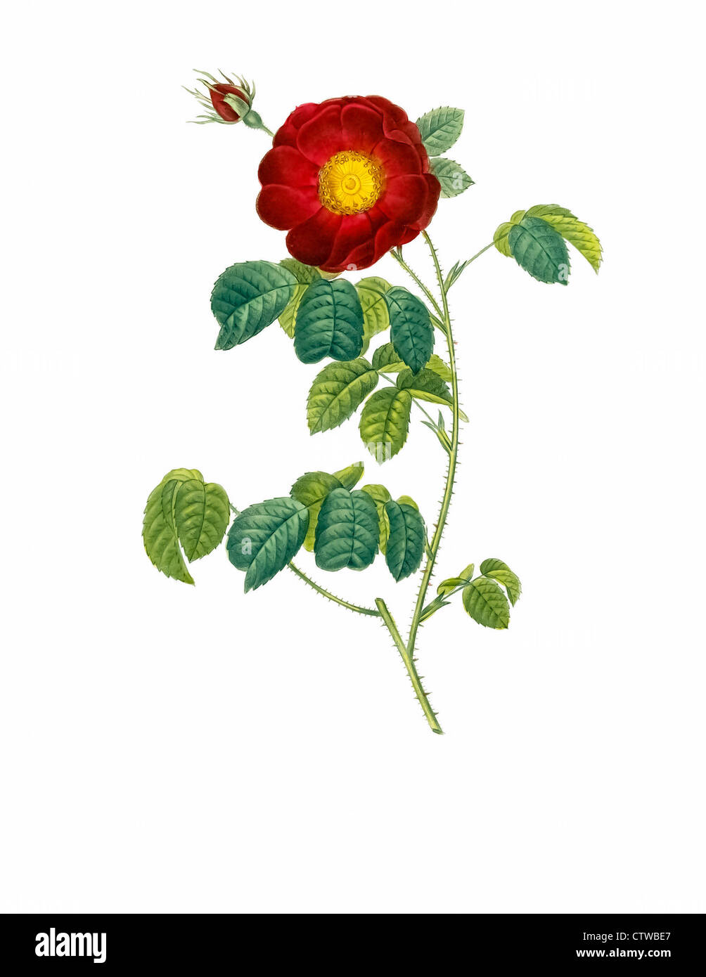 Illustration of rosa gallica maheka flore subsimplici, Rosa gallica,Gallic Rose, French Rose,Rose of Provins Stock Photo