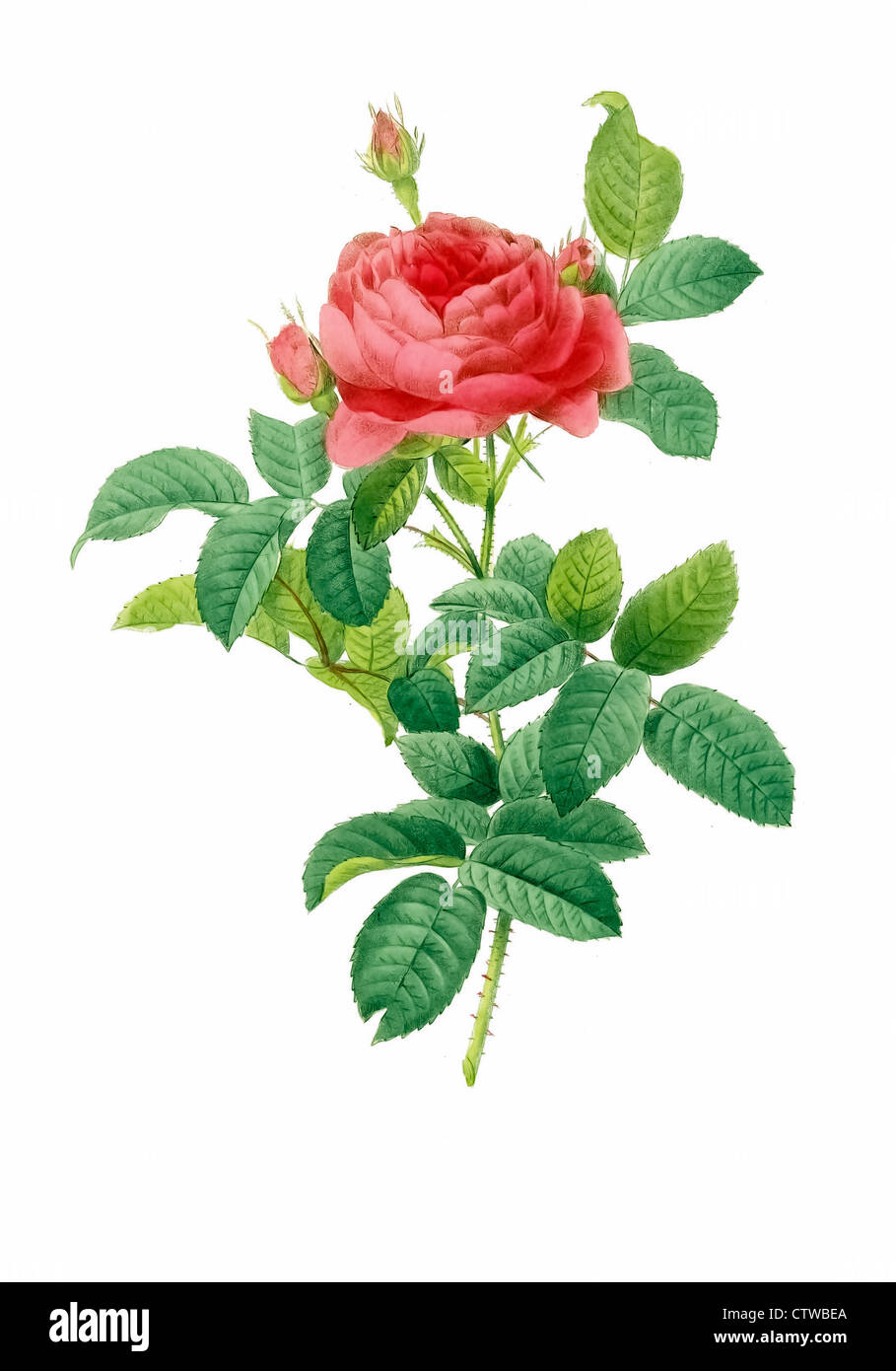 Illustration of rosa gallica pontiana, Rosa gallica,Gallic Rose, French Rose,Rose of Provins,Apothecary's Rose Stock Photo