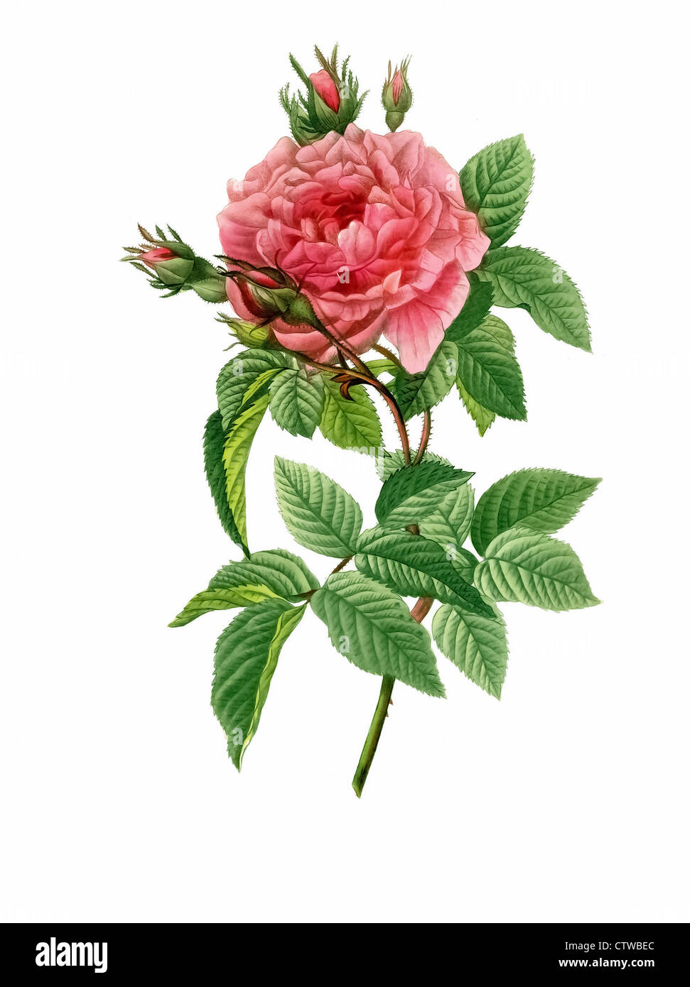 Illustration of  rosa gallica regalis, Gallic Rose, French Rose,Rose of Provins Apothecary's Rose or the 'Red Rose of Lancaster. Stock Photo
