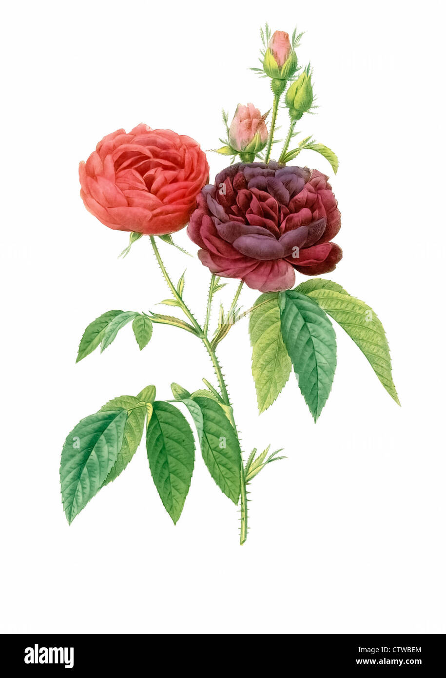 Illustration of Rosa gallica, Gallic Rose, French Rose, Rose of Provins or Apothecary's Rose or the 'Red Rose of Lancaster'. Stock Photo