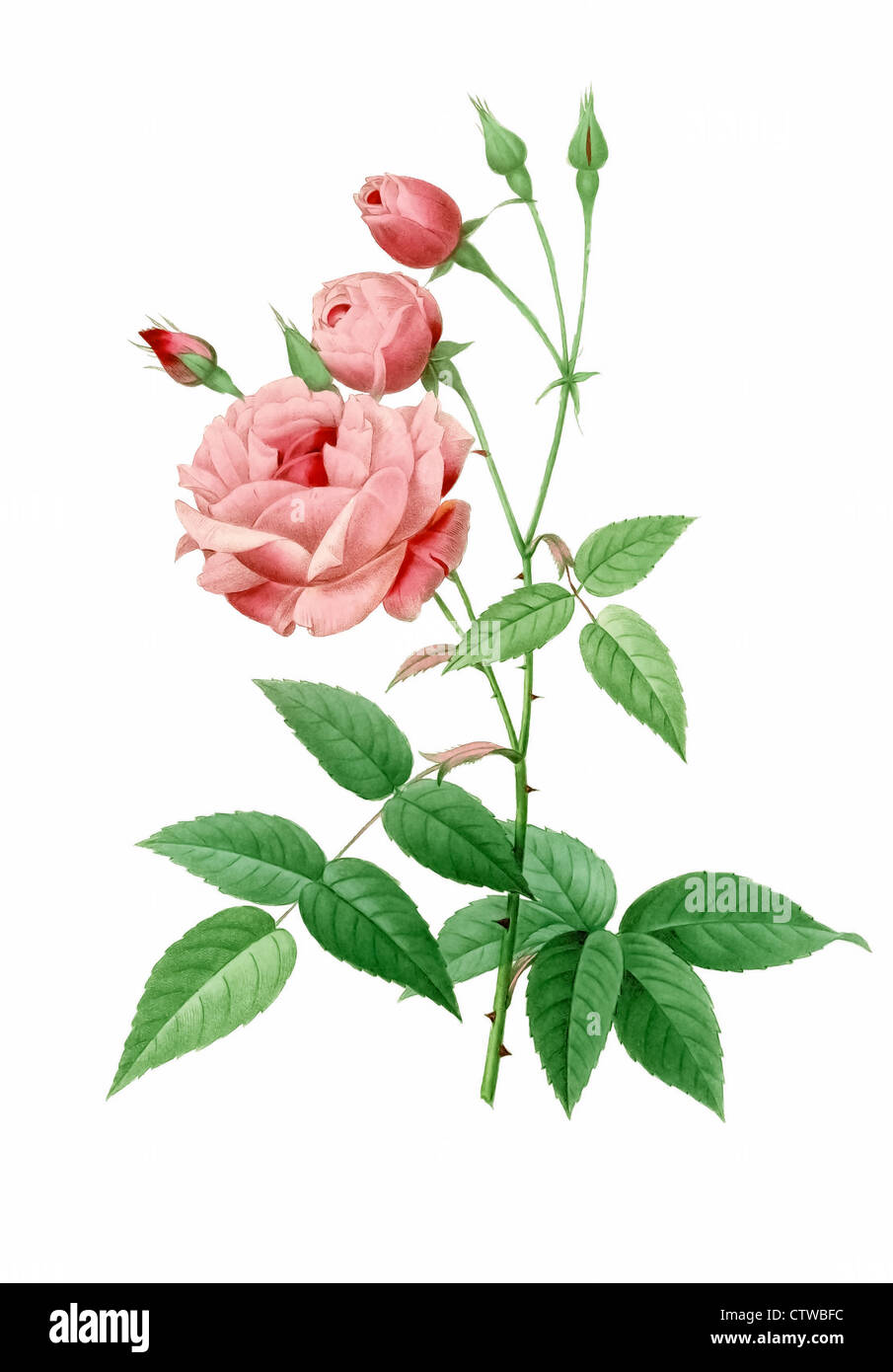 illustration of rosa indica vulgaris Stock Photo