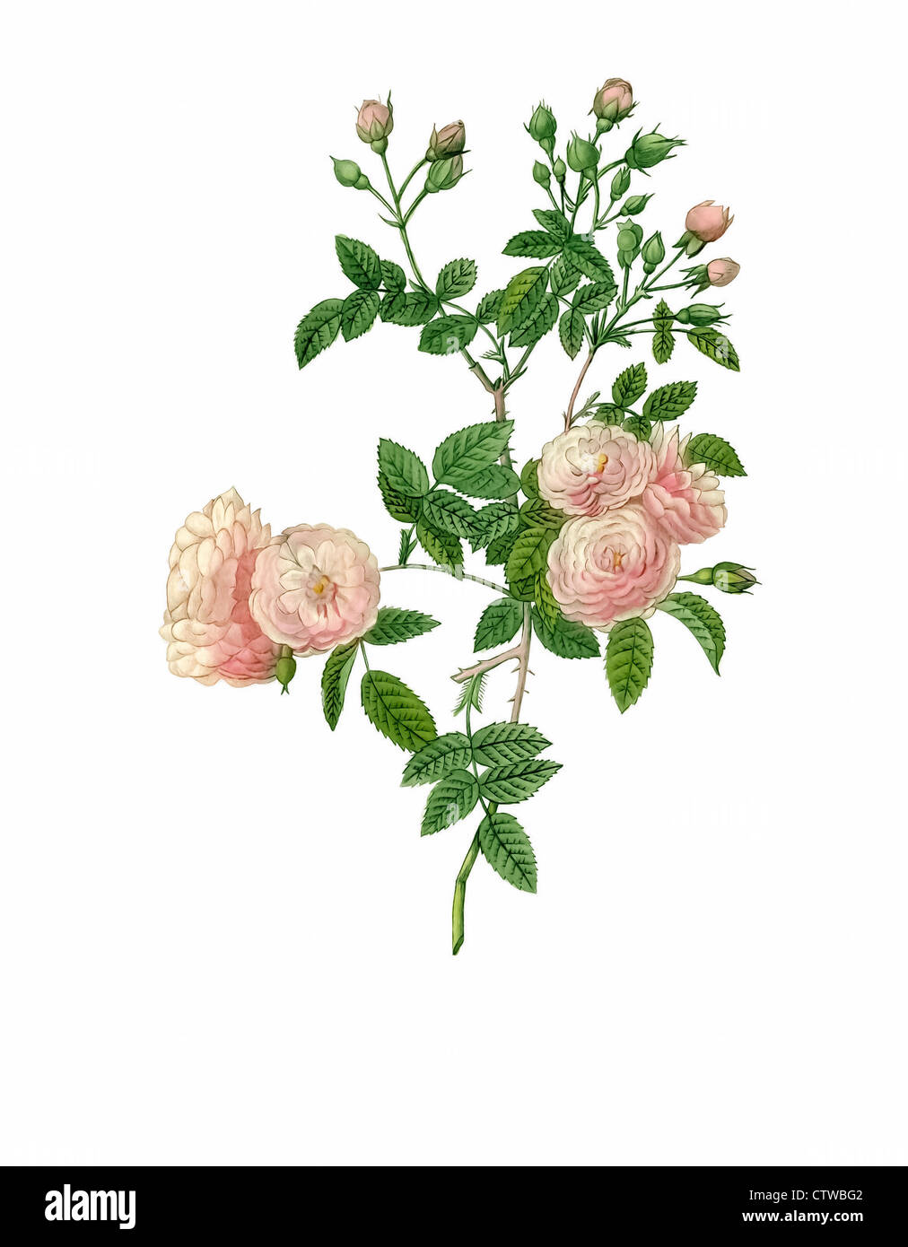 illustration of  rosa multiflora carnea, Climbing Old Garden Rose Stock Photo