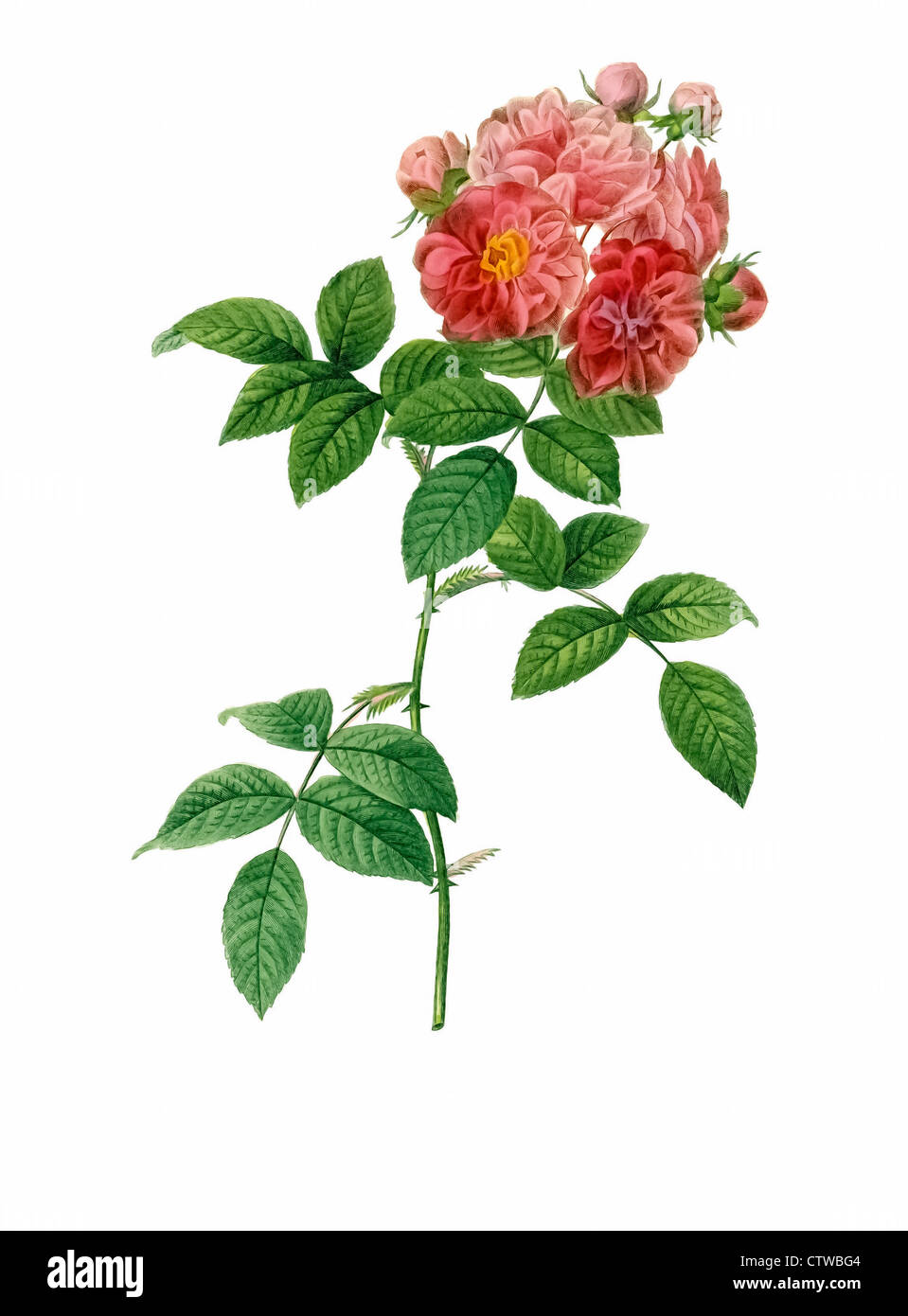 illustration of rosa multiflora platyphylla, 'Seven Sisters' is an vigorous climbing rose Stock Photo