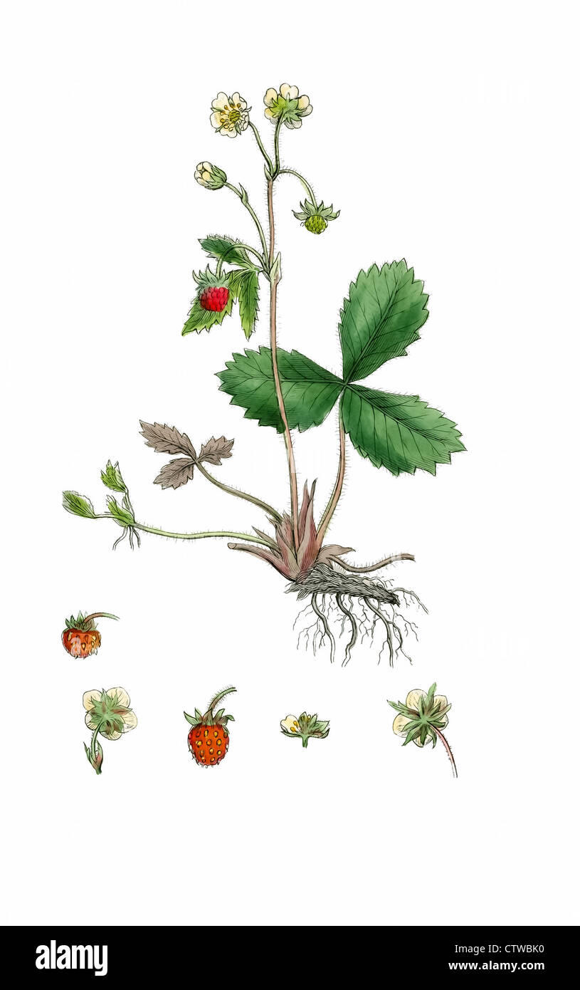 illustration of  wild strawberry Stock Photo