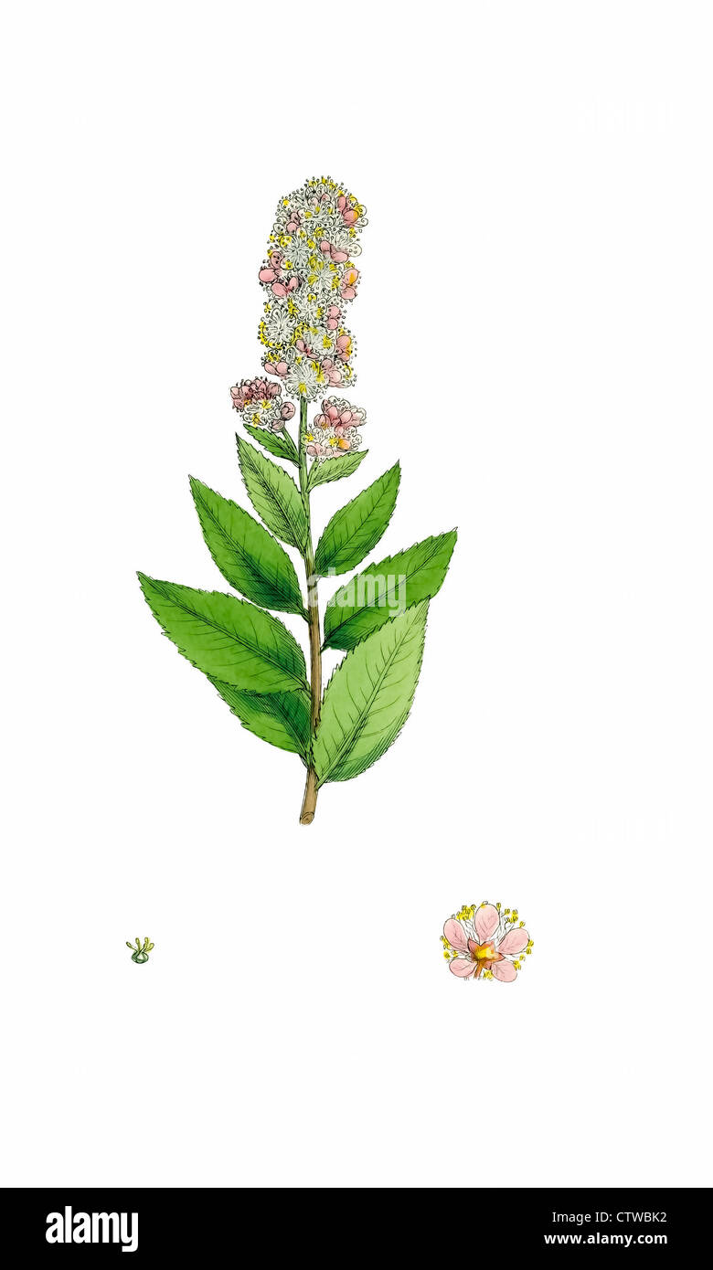 illustration of a willow leaved spiraea Stock Photo