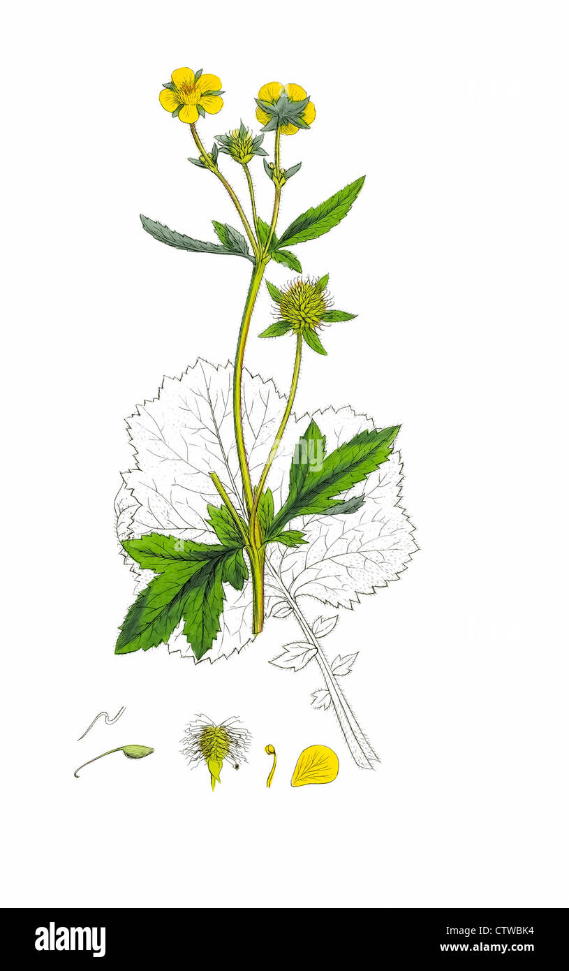 illustration of Geum urbanum, also known as wood avens, herb