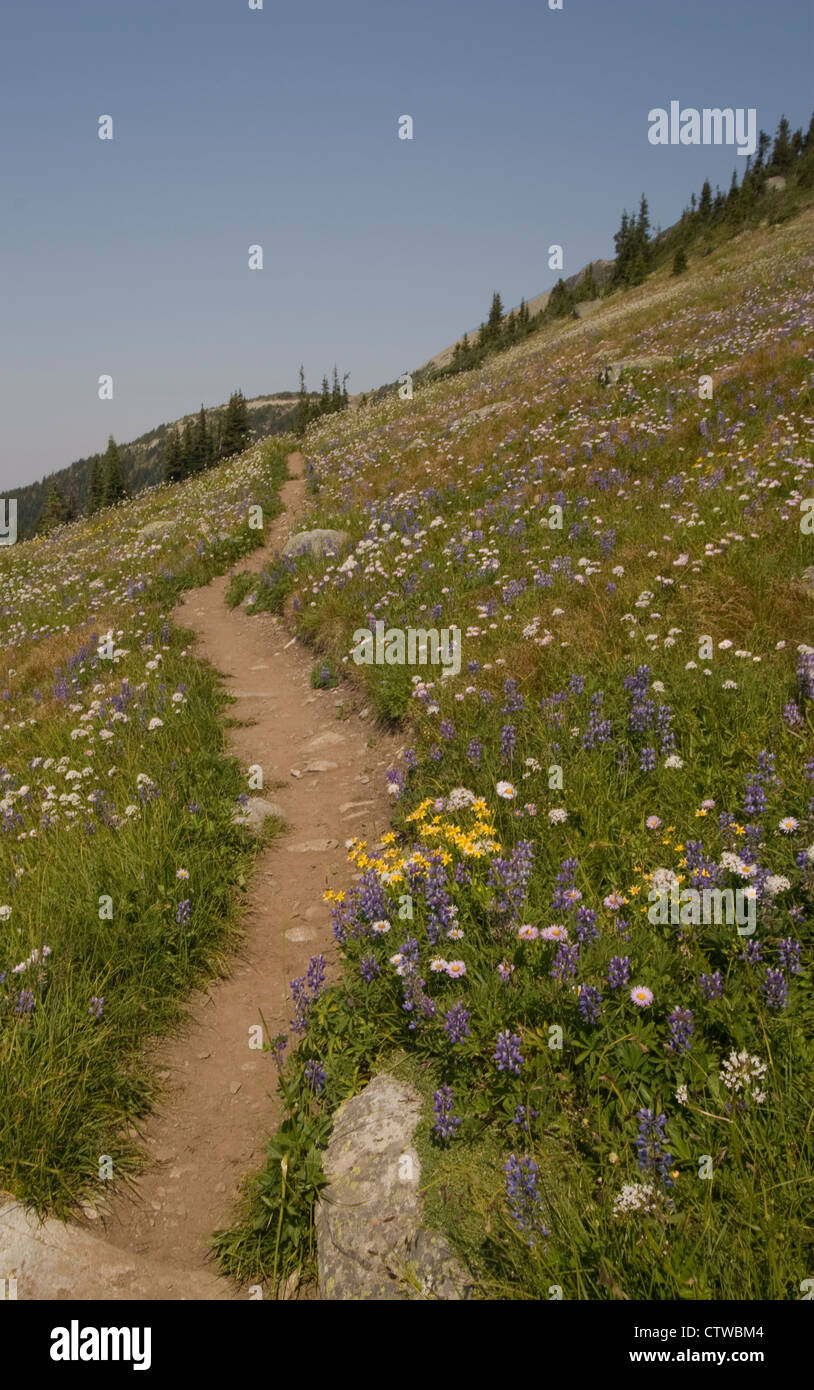 Mountain Hiking Trail with wild-flowers Stock Photo