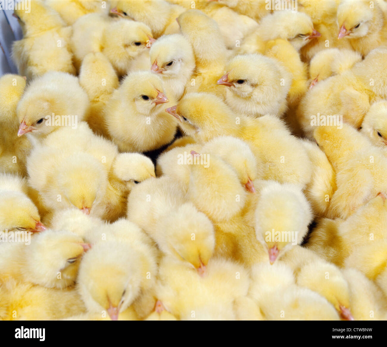 Broiler chicks hires stock photography and images Alamy