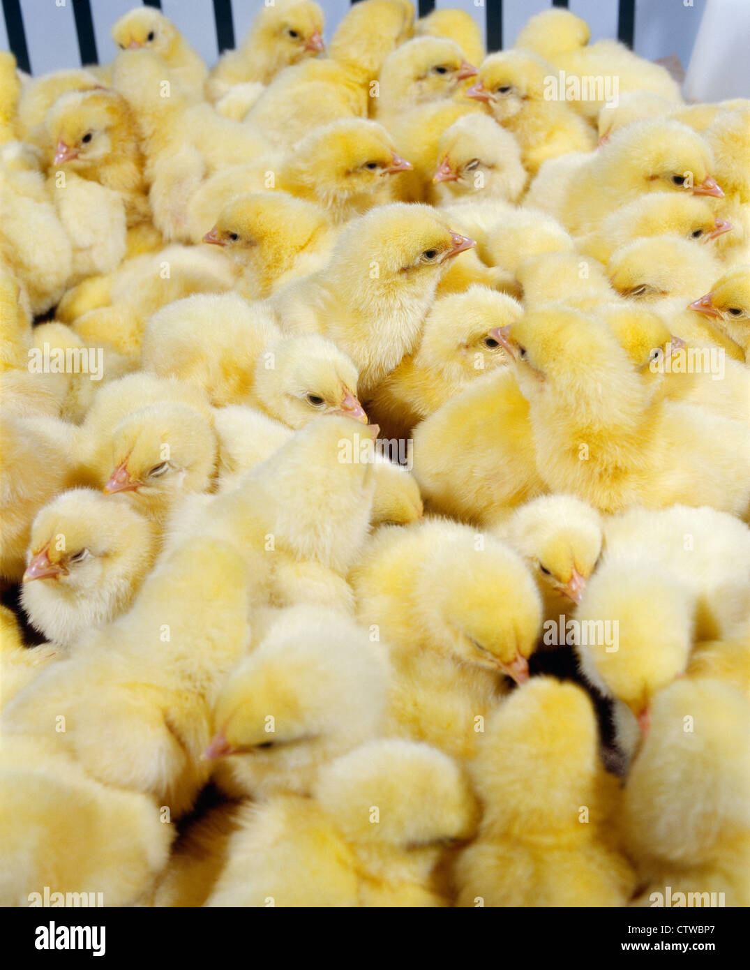 ONE DAY BROILER CHICKS Stock Photo