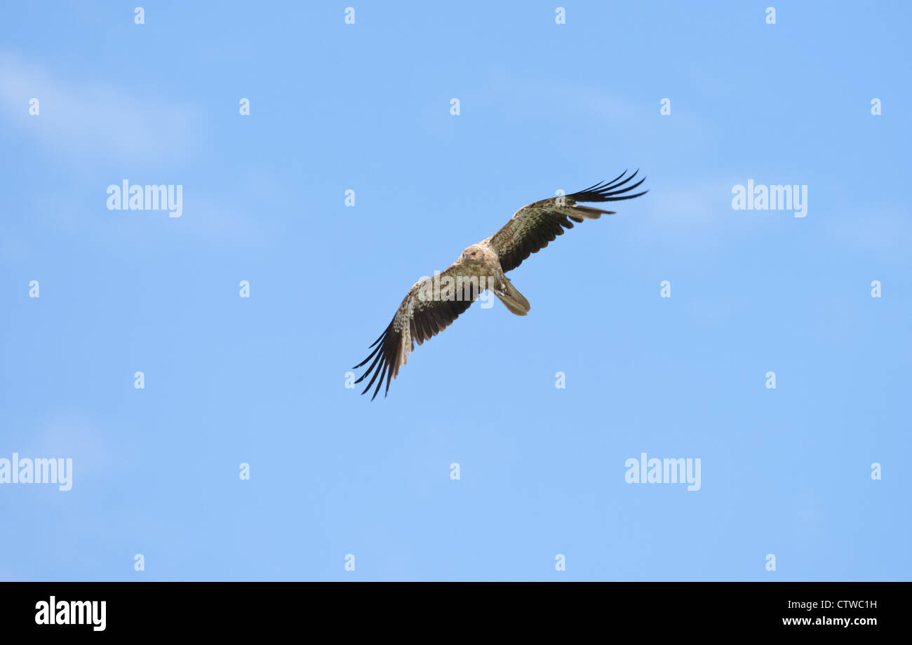 whistling kite bird flying in blue sky Stock Photo