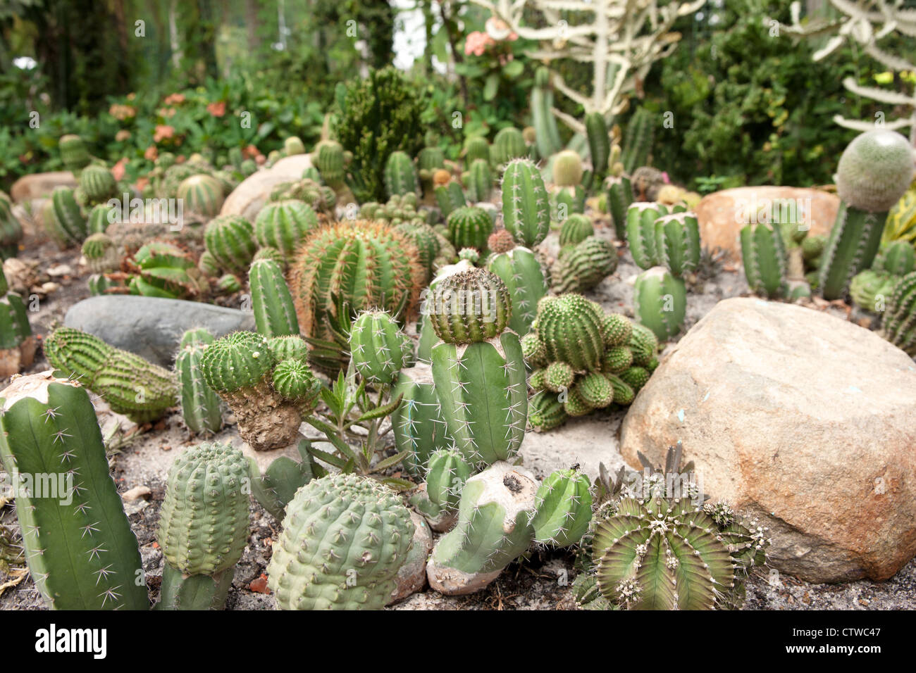 great image of some prickly cacti cactus plants Stock Photo