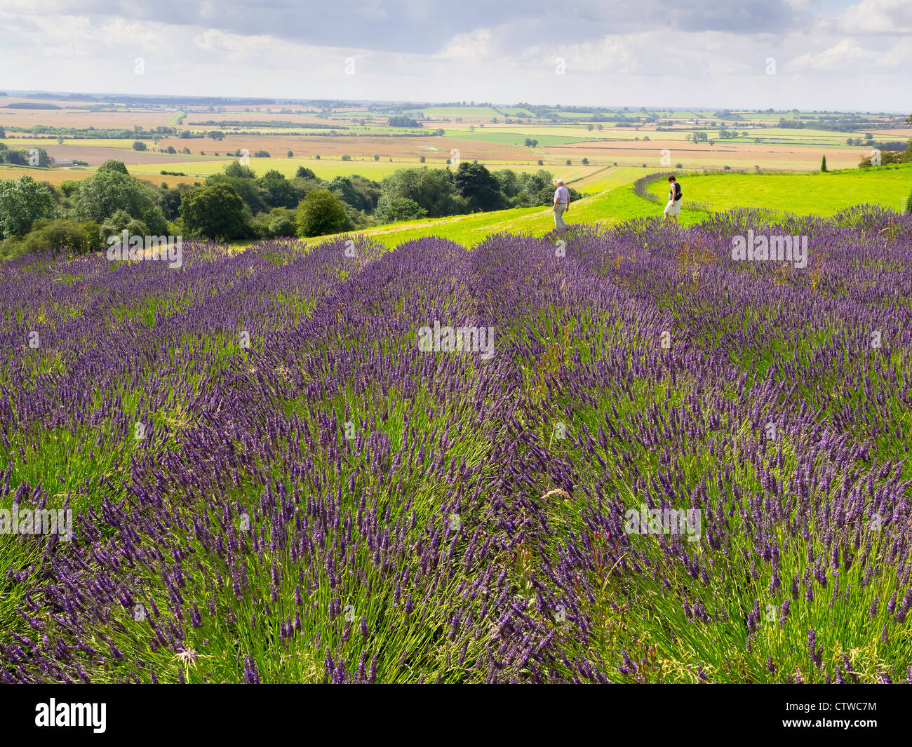Rows of Lavender Lavadin Grosso in full bloom at Yorkshire Lavender Terrington York UK Stock Photo