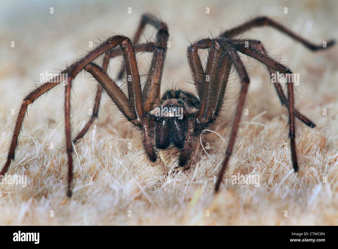 Female house spider on rug. Stock Photo