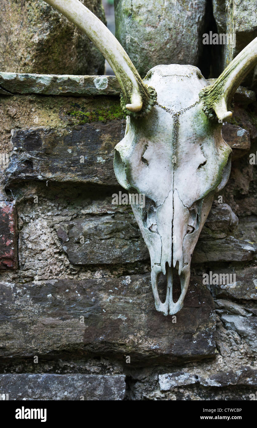 Deer skull hung on a stone wall Stock Photo