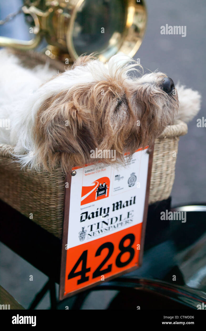 Close-up of  a dog in a basket on the front of a Veteran car, competing in the London to Brighton car run 2007 Stock Photo