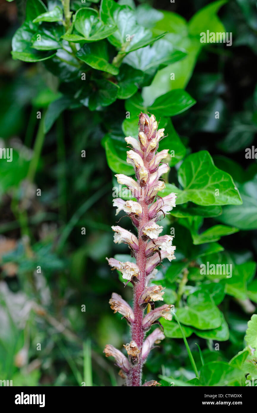kentia palme gnstig kaufen Howea forsteriana (Kentiapalme)(XL) kaufen
