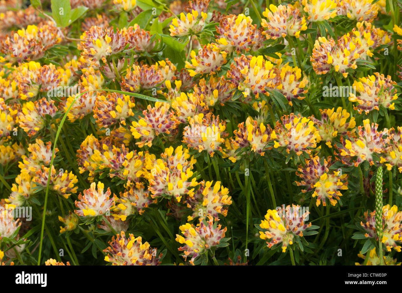 Flowering Kidney vetch growing on the coast Stock Photo