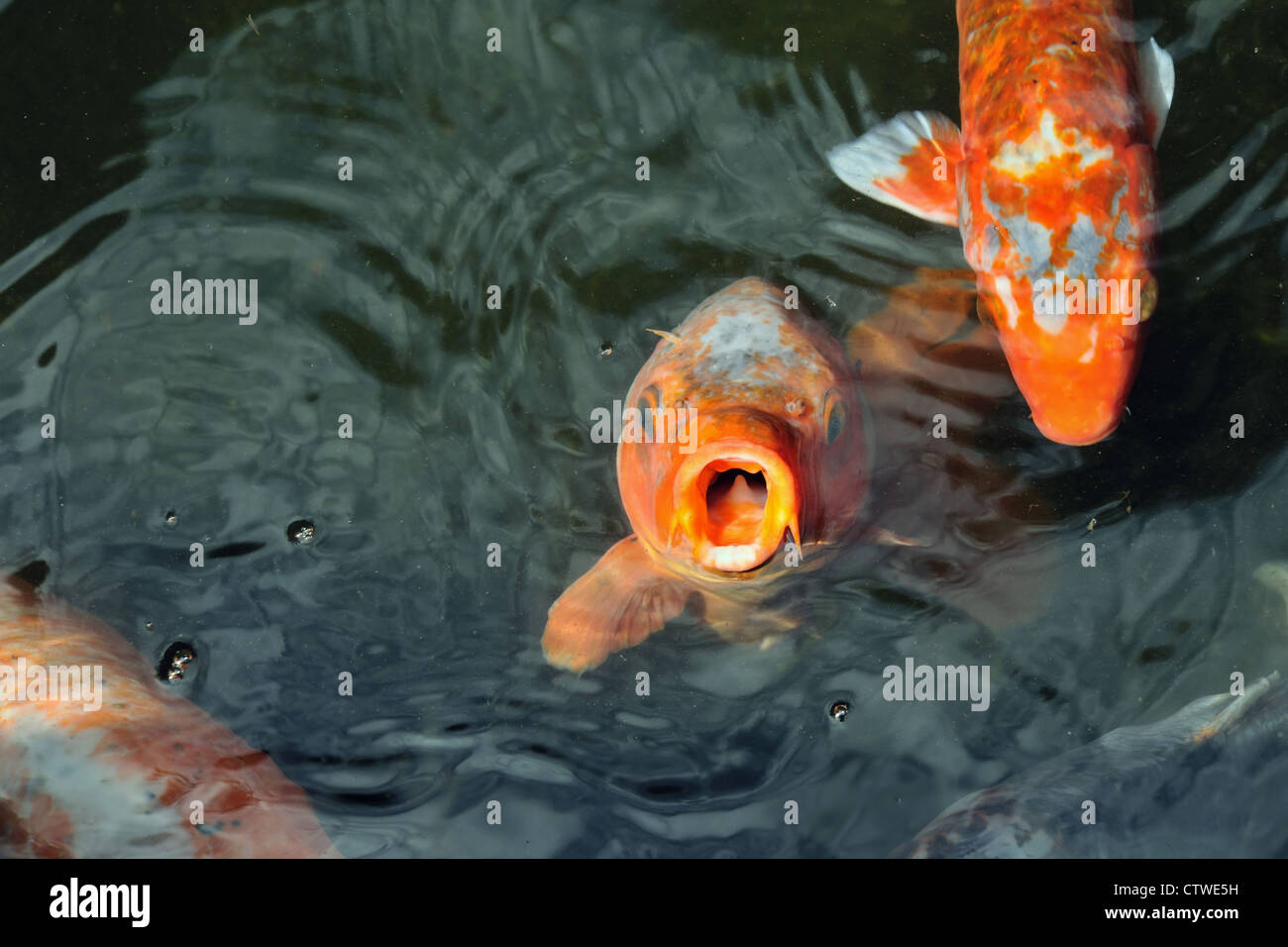 hungry red carp 'koi' fishes in Japanese pond Stock Photo