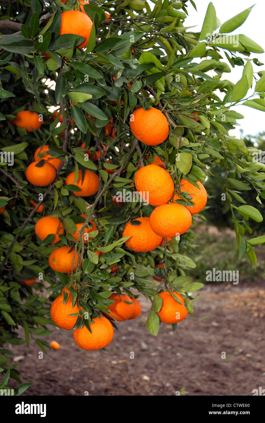 Oranges growing on tree Stock Photo Alamy