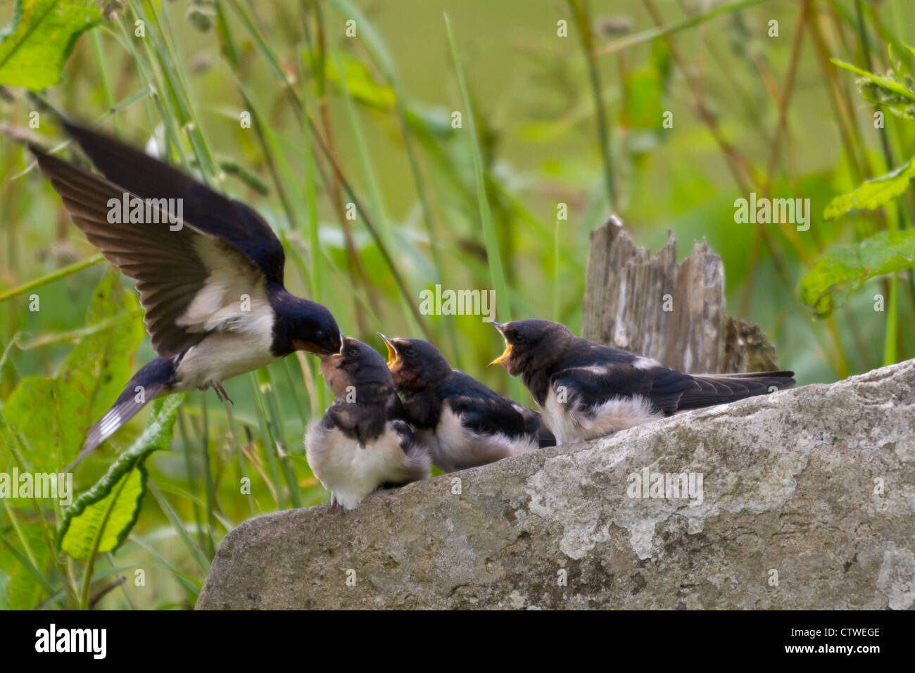 Swallow chicks being fed Stock Photo