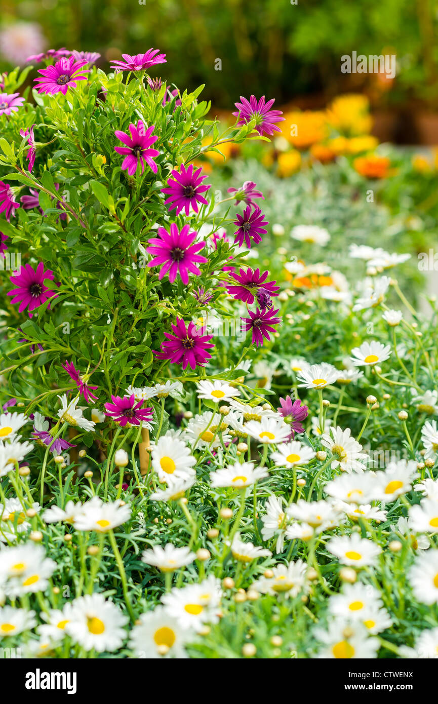White and purple daisy flowers at garden centre retail store Stock Photo