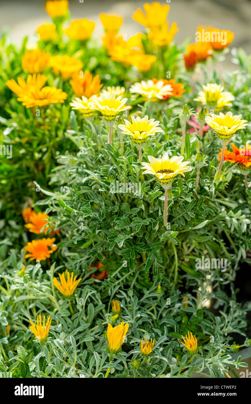 Yellow and orange marigold at garden centre flowers for sale Stock Photo