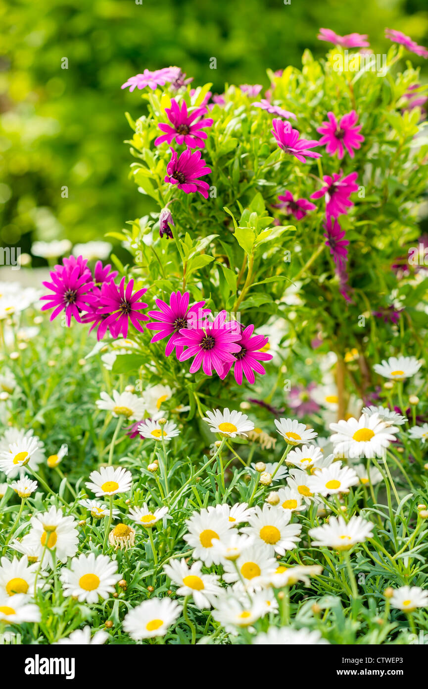Spring flowers in garden store greenhouse white and purple daisy Stock Photo