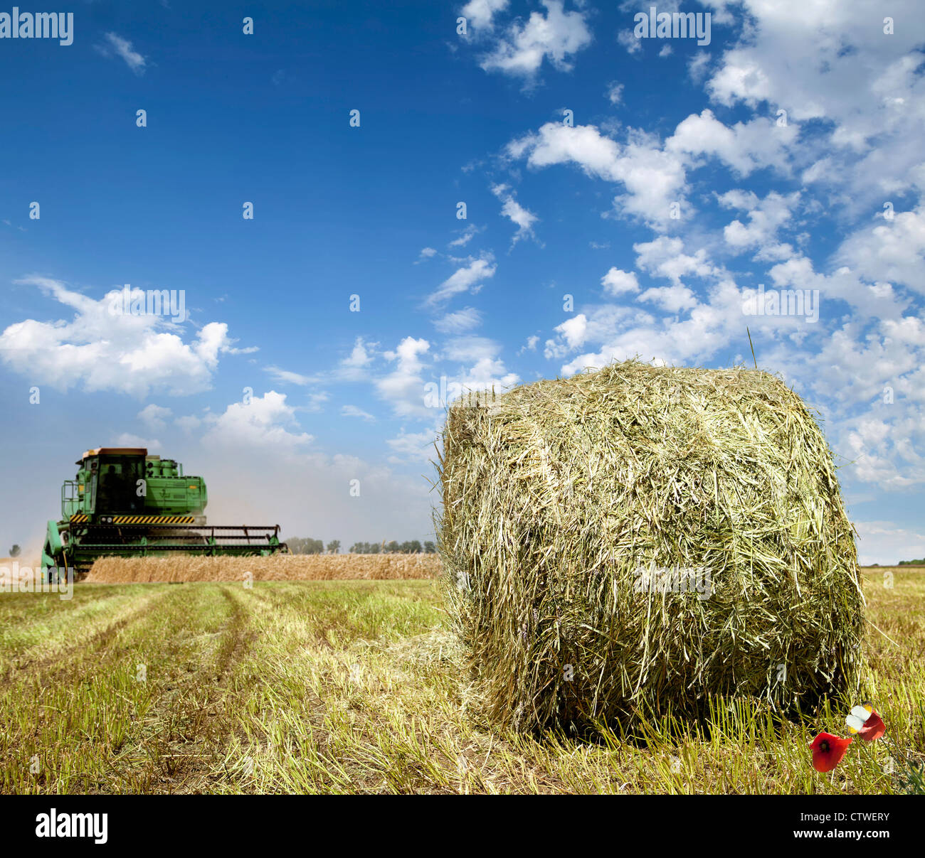 Farmers field full of hay bales Stock Photo