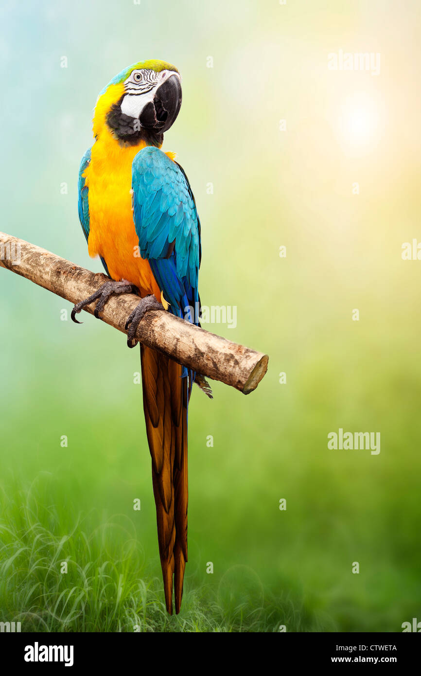 Parrot Macaw in the wild. The background bokeh Stock Photo