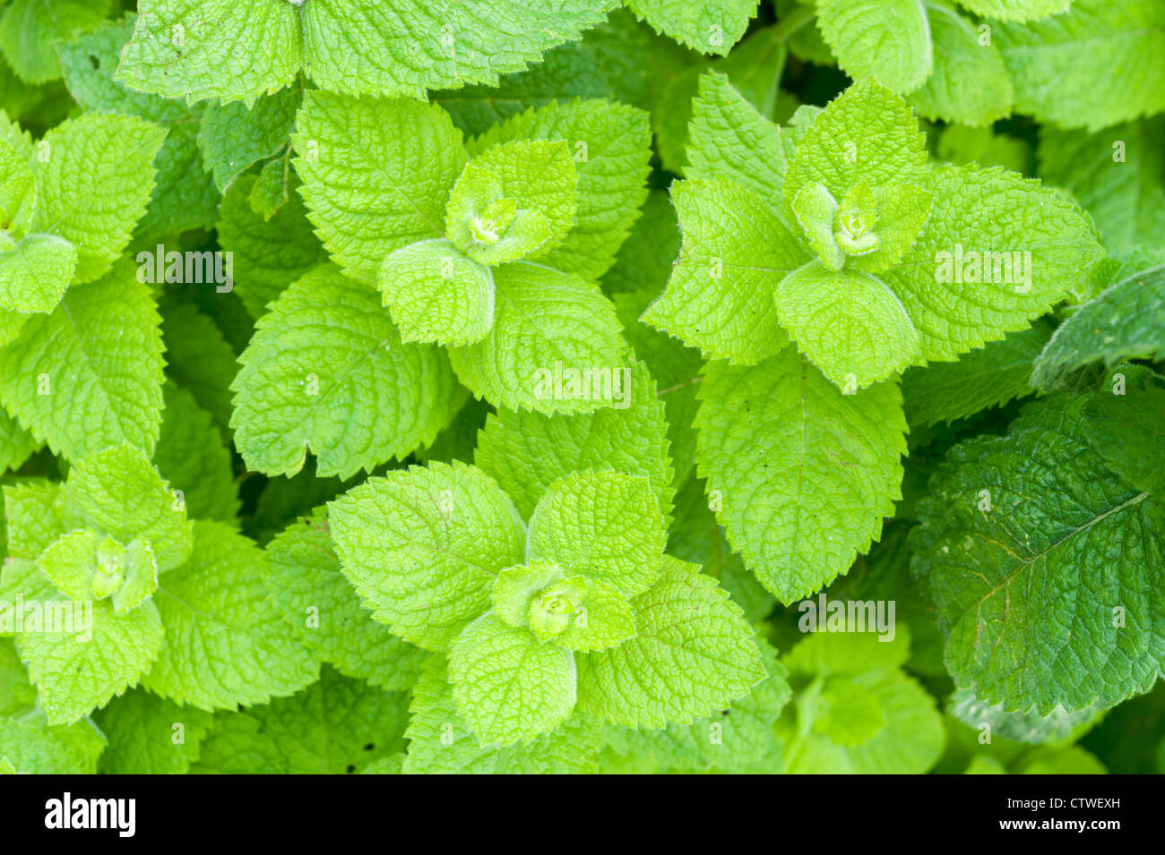 Apple mint plants in a garden in the UK Stock Photo