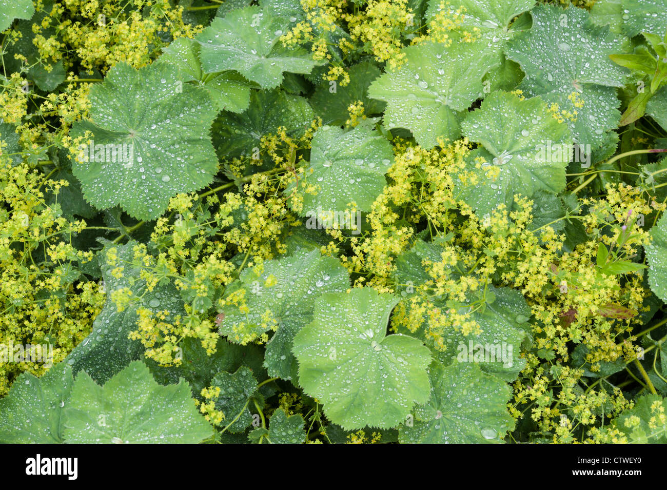 Lady's Mantle Alchemilla herbaceous perennial plants part of the Rosaceae family Stock Photo
