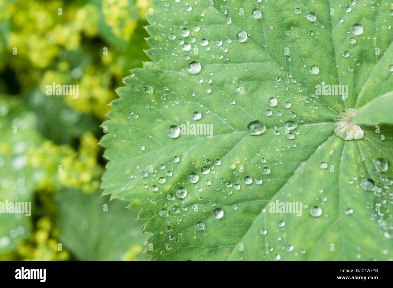 Lady's Mantle Alchemilla herbaceous perennial plants part of the Rosaceae family Stock Photo