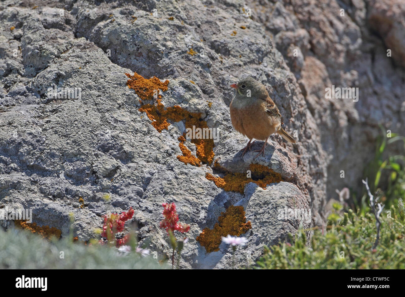 Ortolan Bunting (Emberiza hortulana) Stock Photo