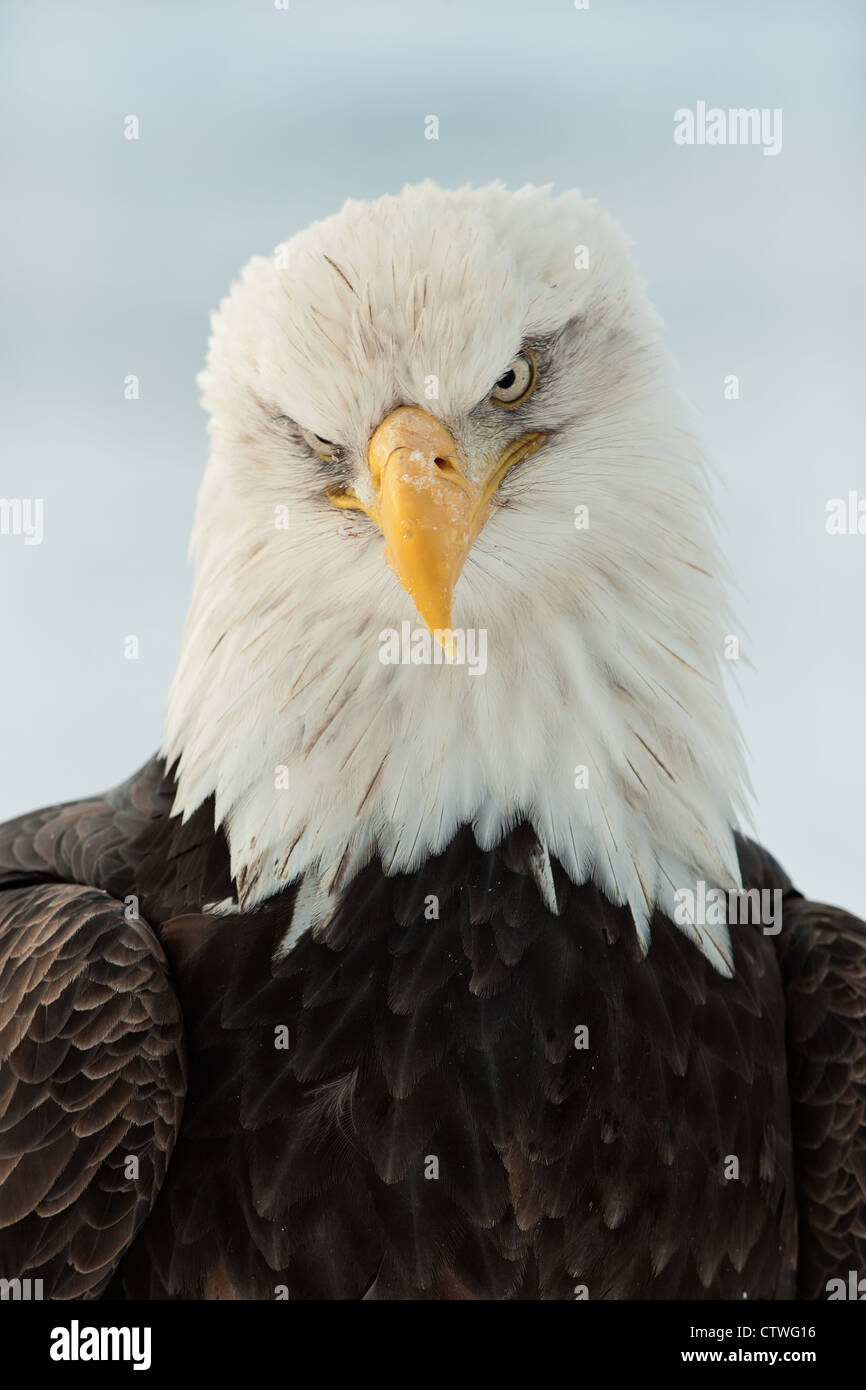Portrait of an North american bald eagle - Haliaeetus leucocephalus Stock Photo