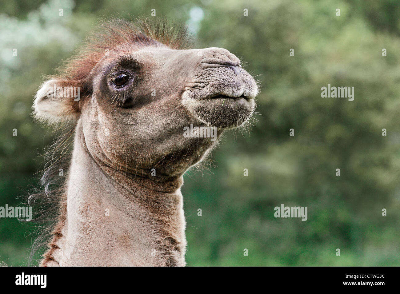 Portrait of a Camel, Chester Zoo. Stock Photo