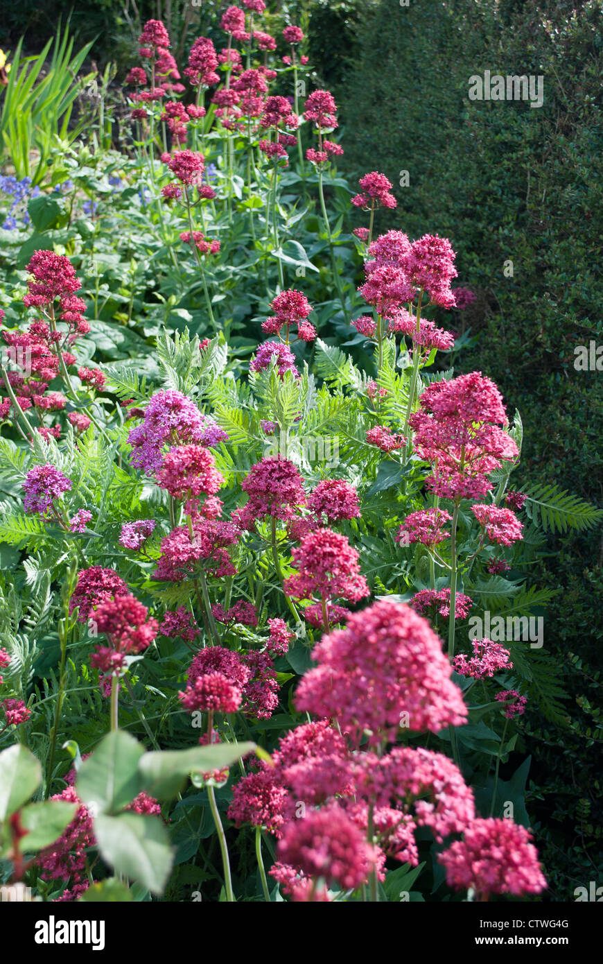 Row of pink Valerian Candytuft flowers in garden border Stock Photo - Alamy