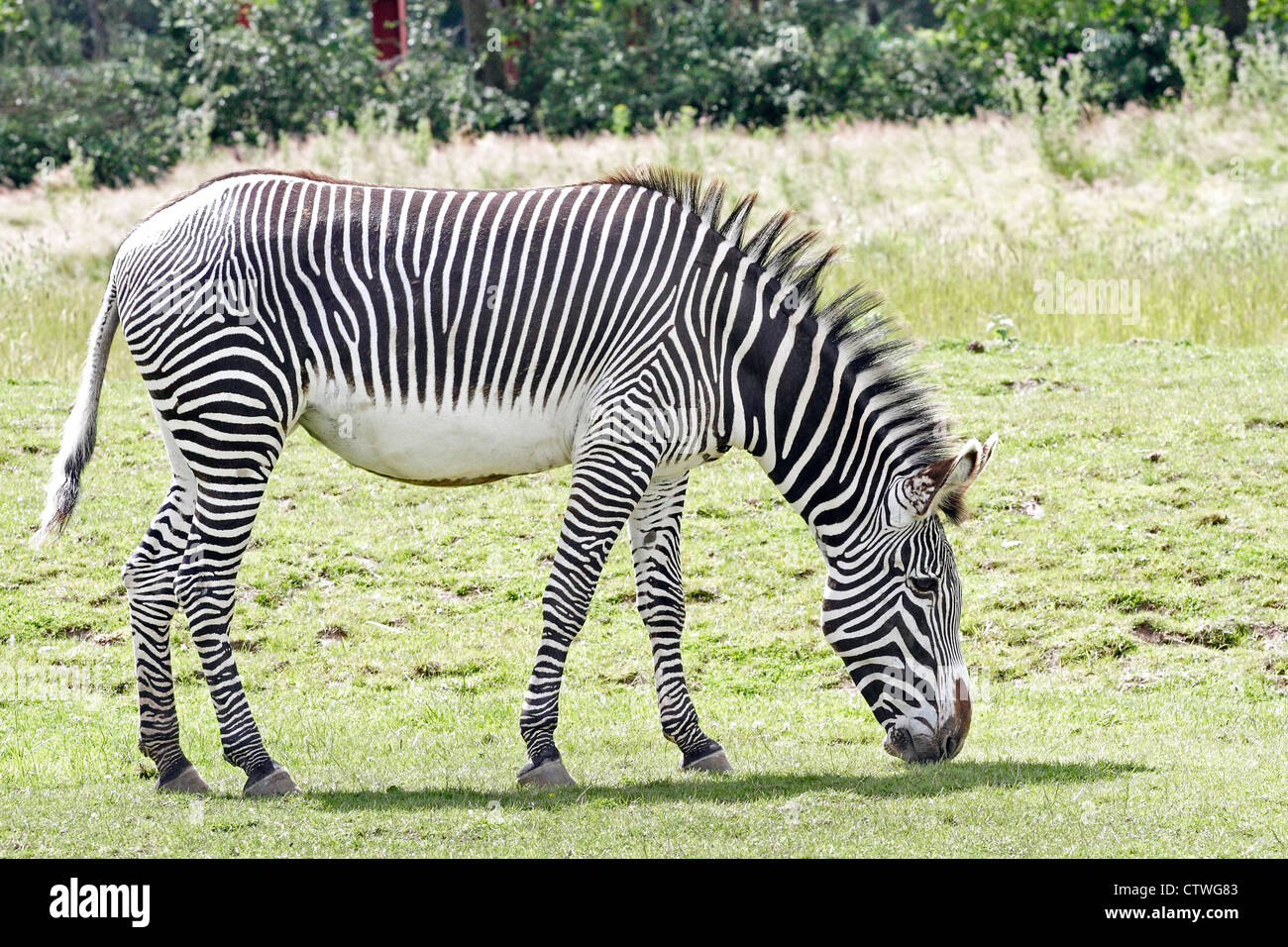 Zebra grazing, Chester Zoo Stock Photo - Alamy
