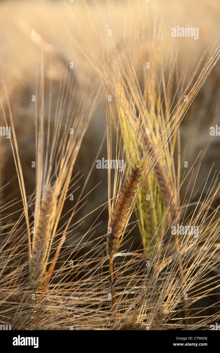 evening light in cornfield Stock Photo