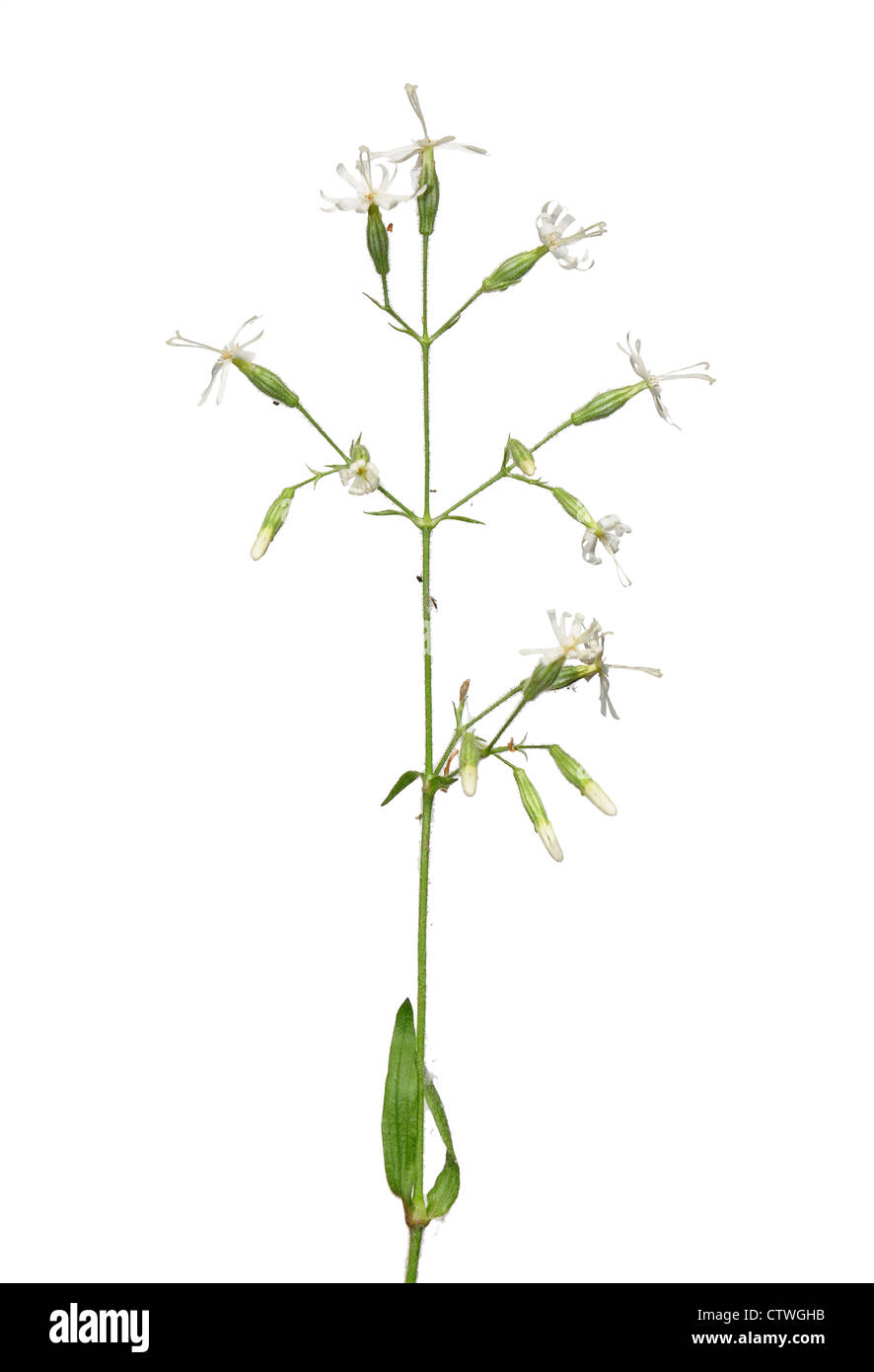 Nottingham Catchfly (Silene nutans) Stock Photo