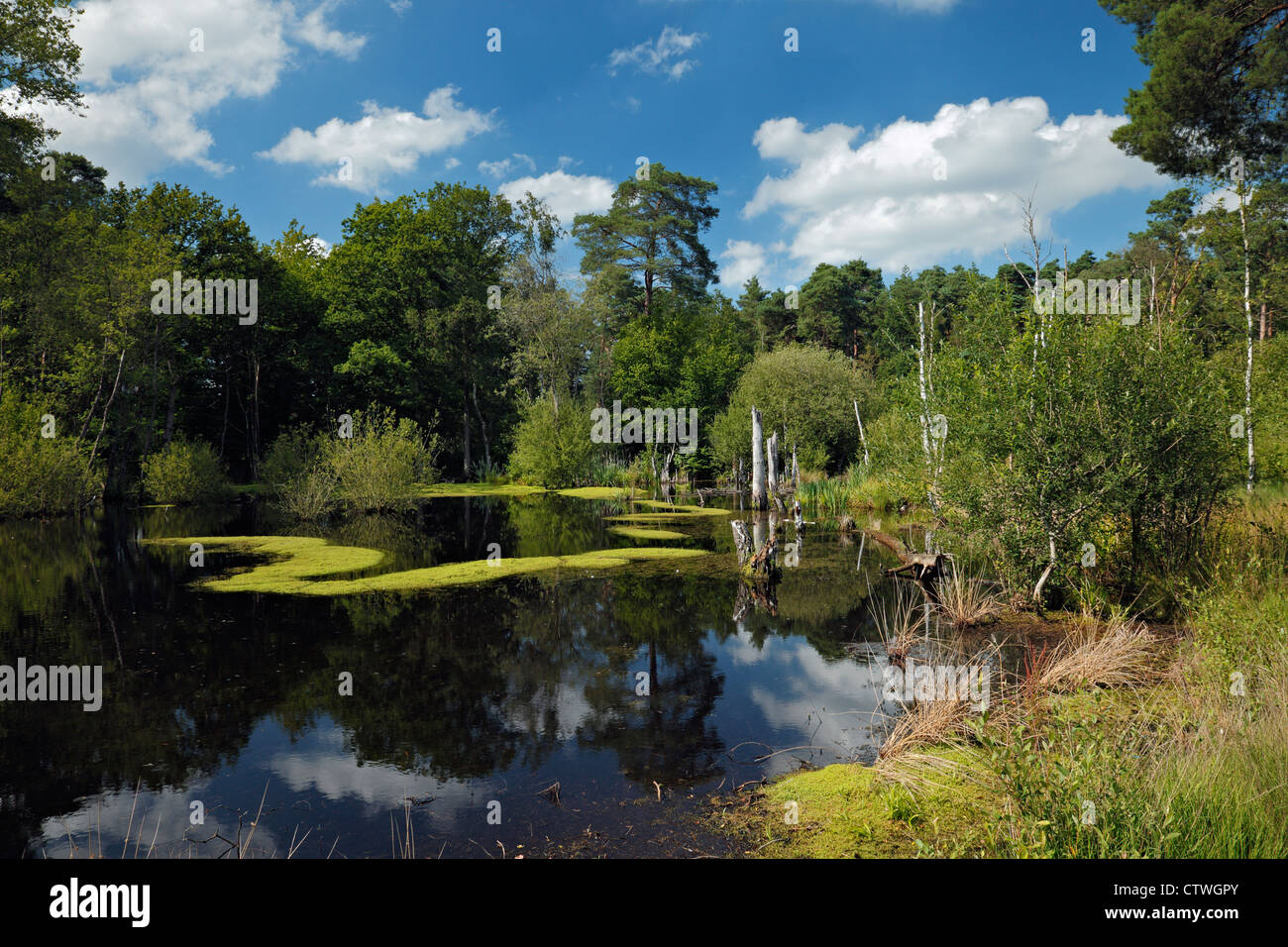 Heathland pond. Stock Photo