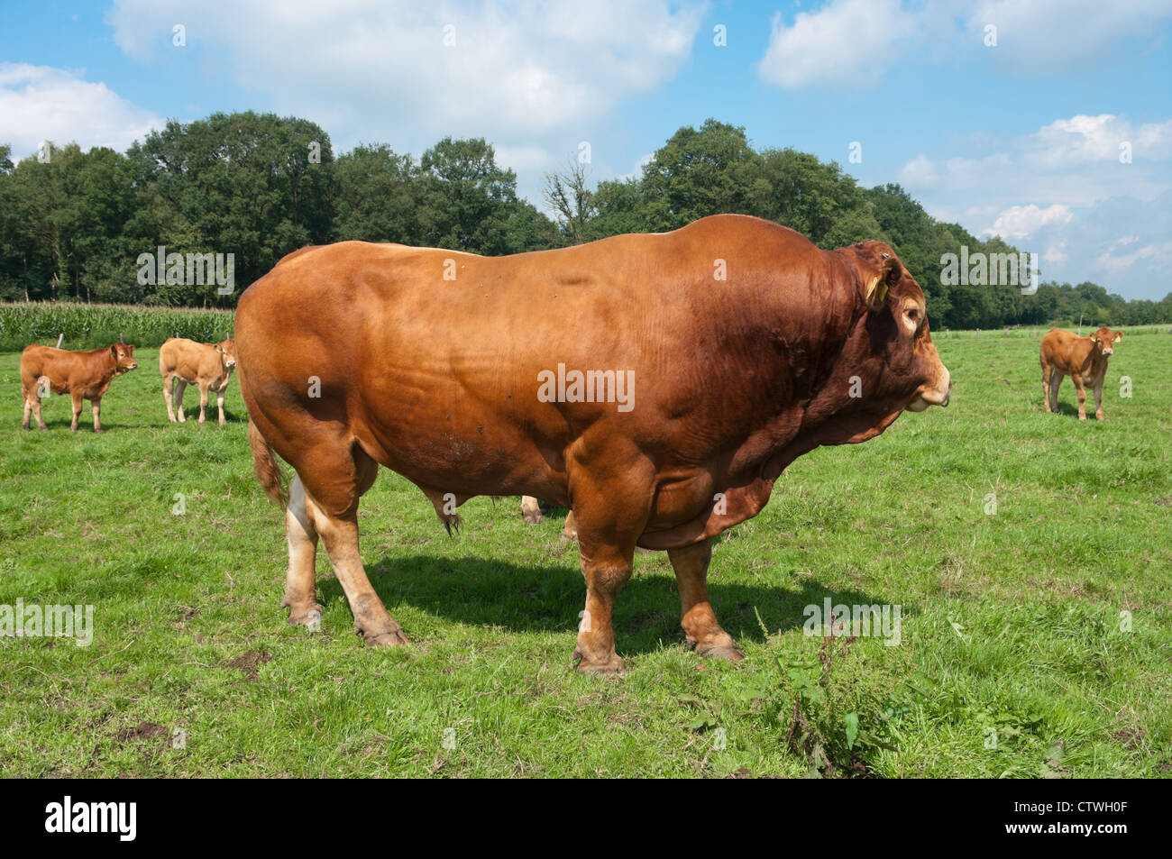very impressive limousine bull in a dutch meadow Stock Photo