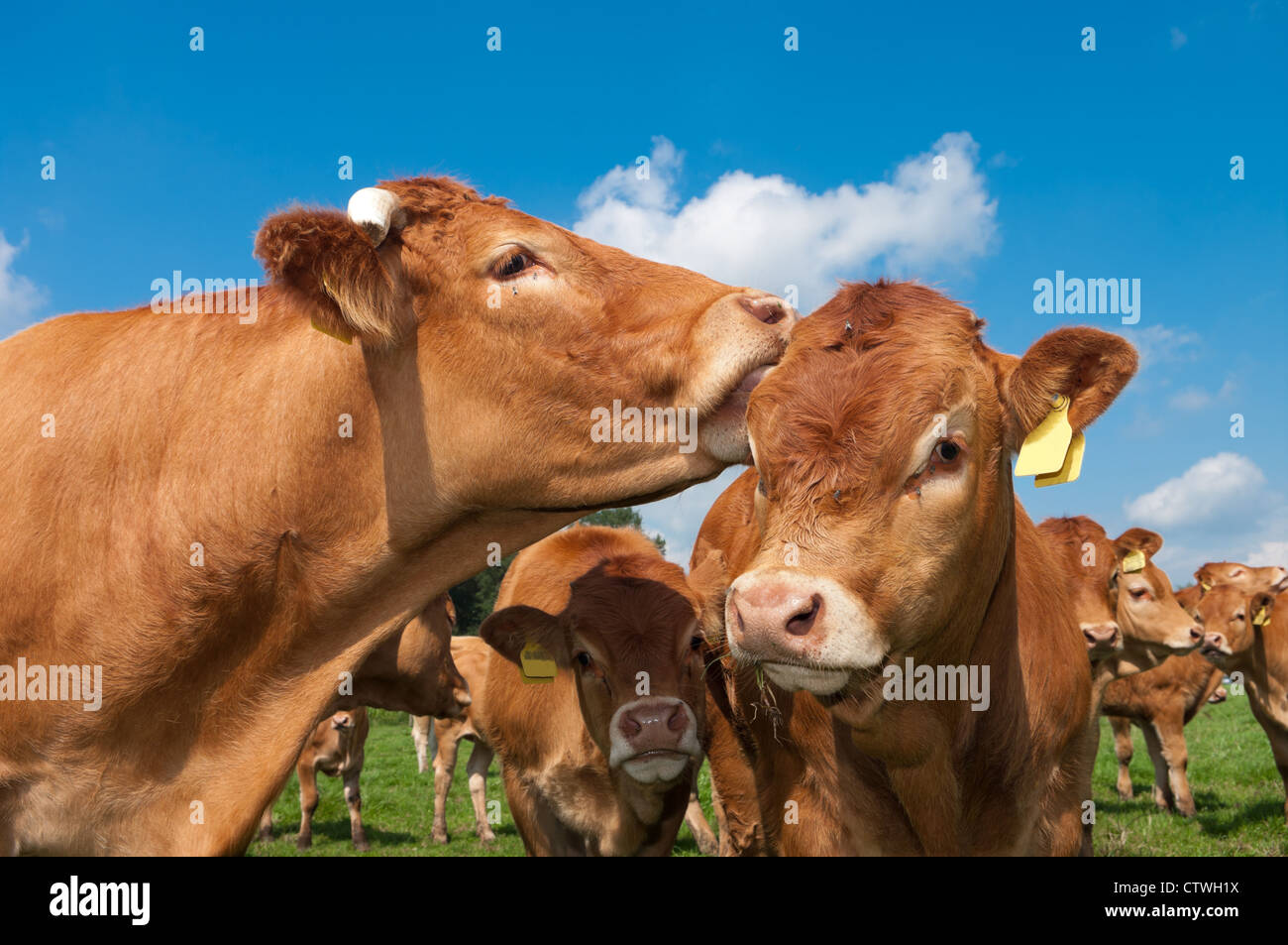 limousine cow licking the ears of a young calve Stock Photo - Alamy
