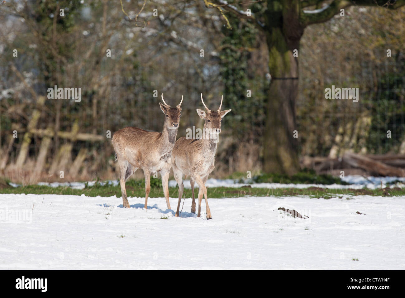2 deer in the snow Stock Photo