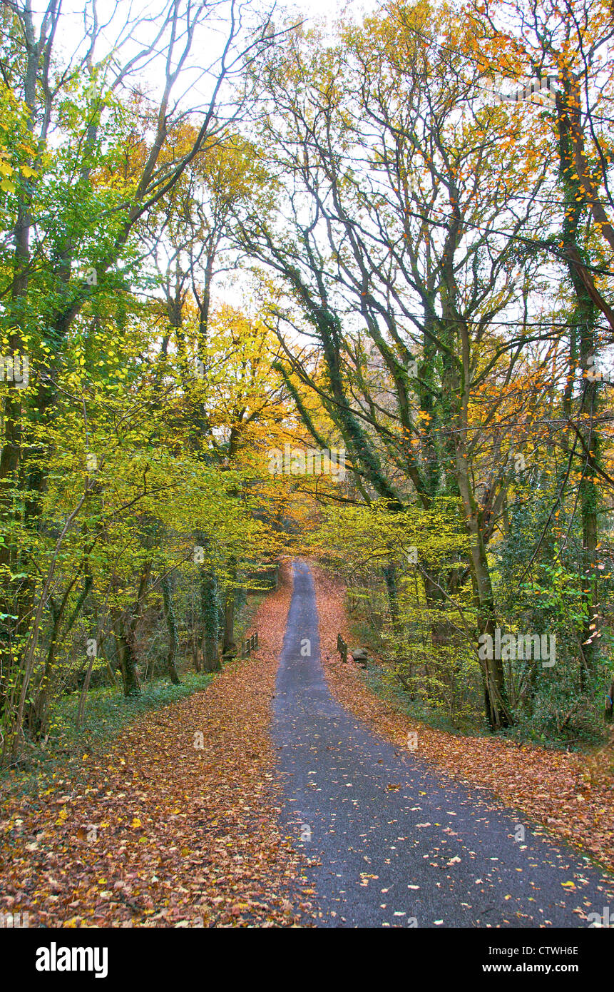 Country lane, road, track in early autumn - walking Stock Photo
