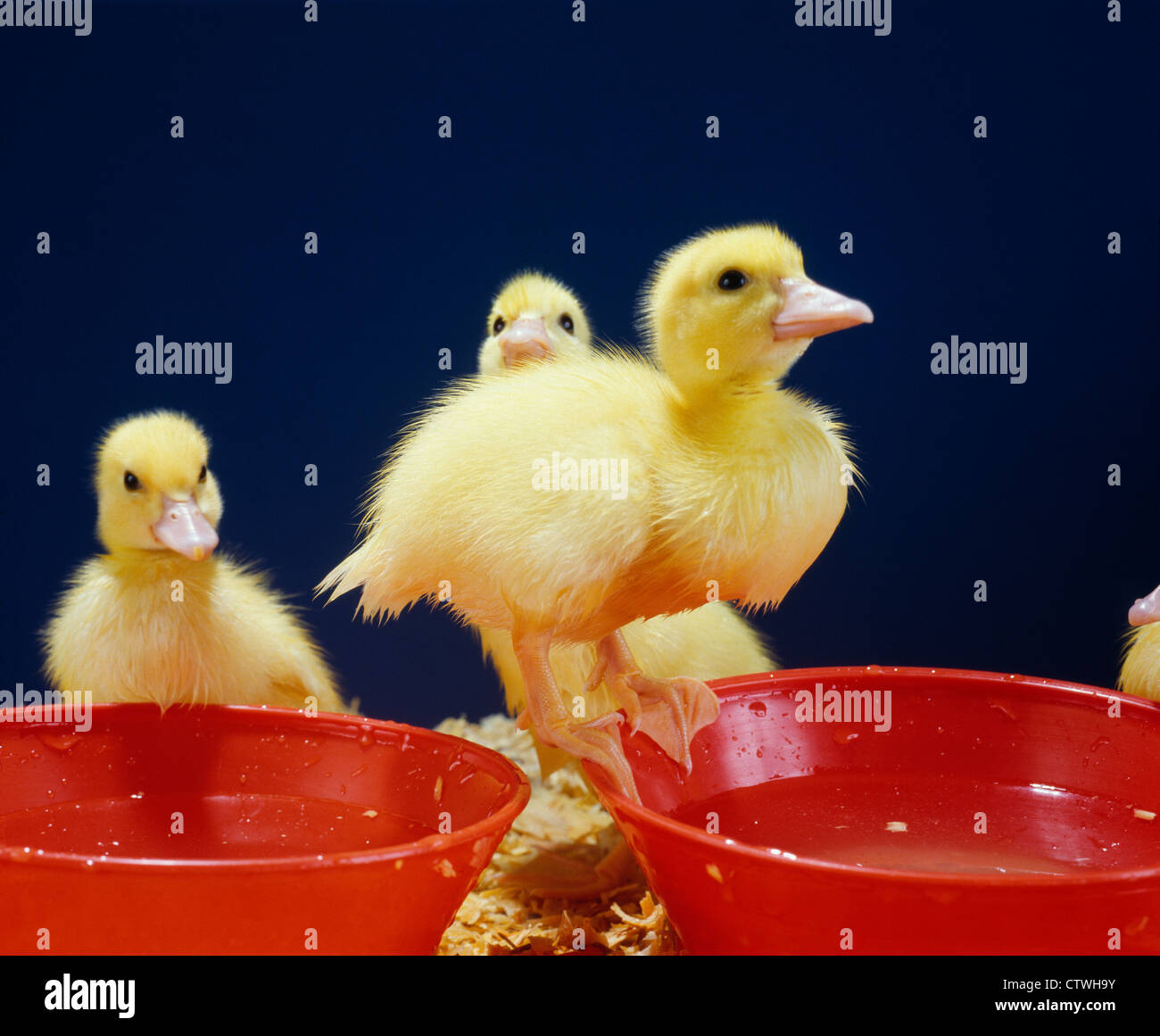 BABY DUCKS / STUDIO Stock Photo Alamy