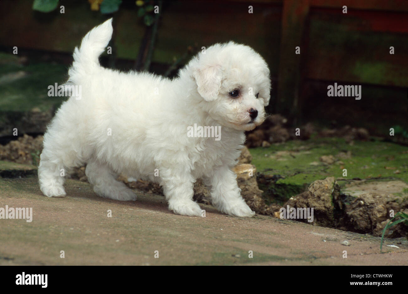 Bichon Frise Puppy Ireland Stock Photo Alamy
