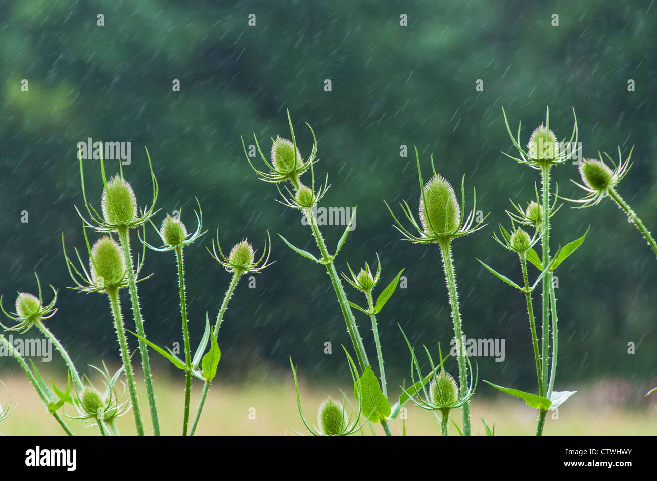 Teasels in the Rain Stock Photo